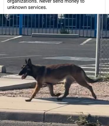 Found dog