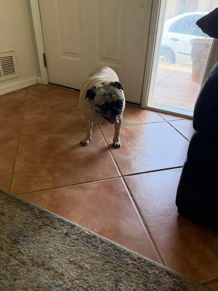 Found Dog in Thornydale And Overton