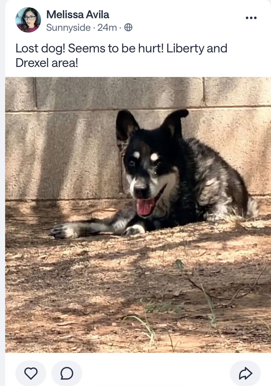 Found Dog in Tucson