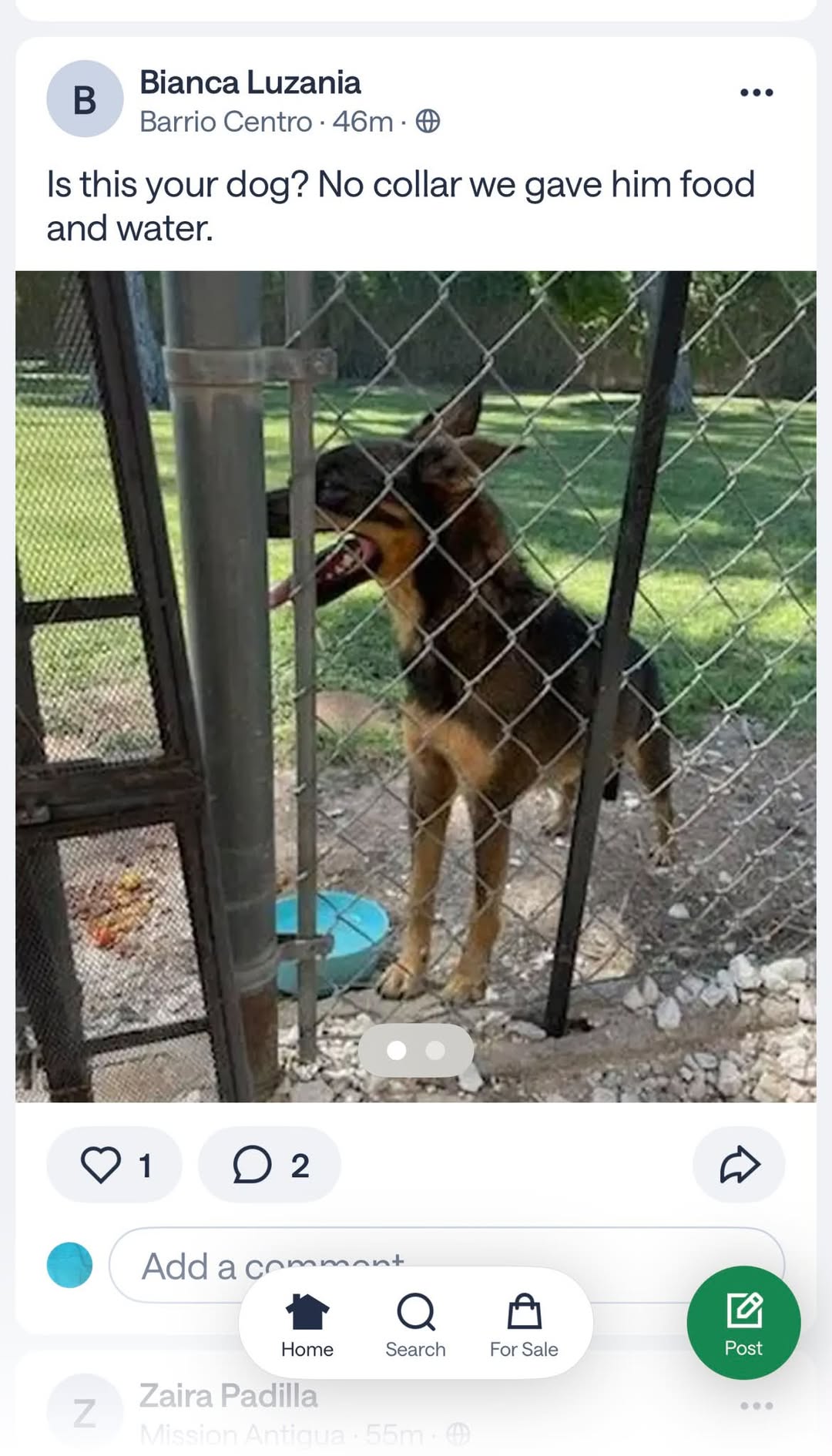 Found dog