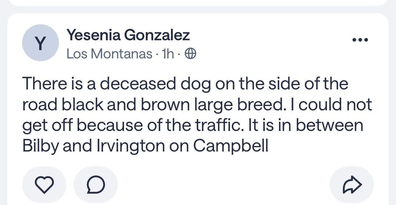 Found dog