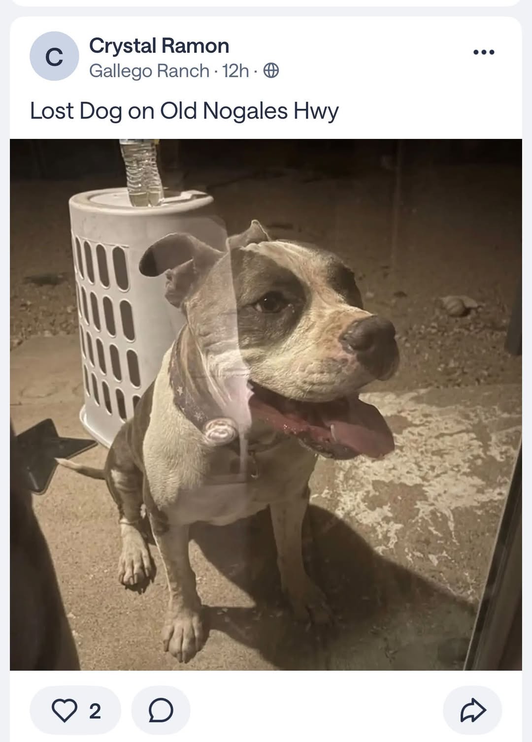 Found dog