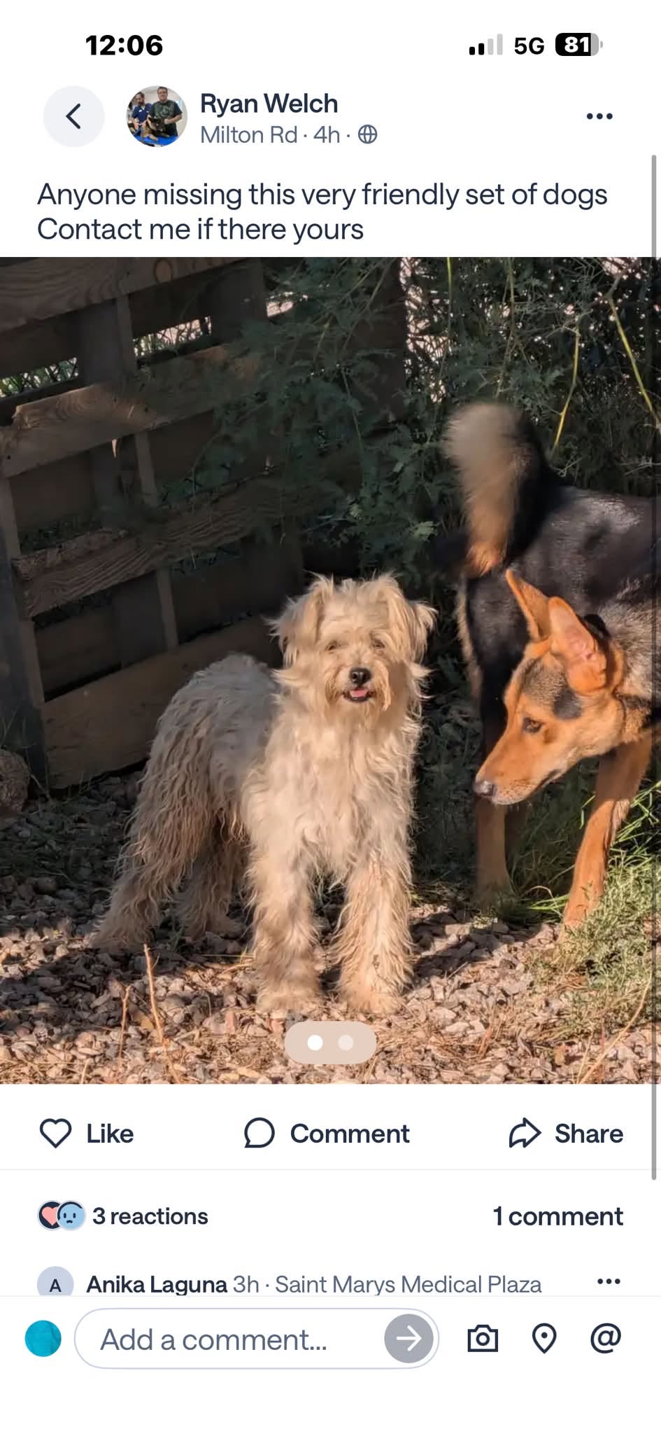 Found Dog in Tucson