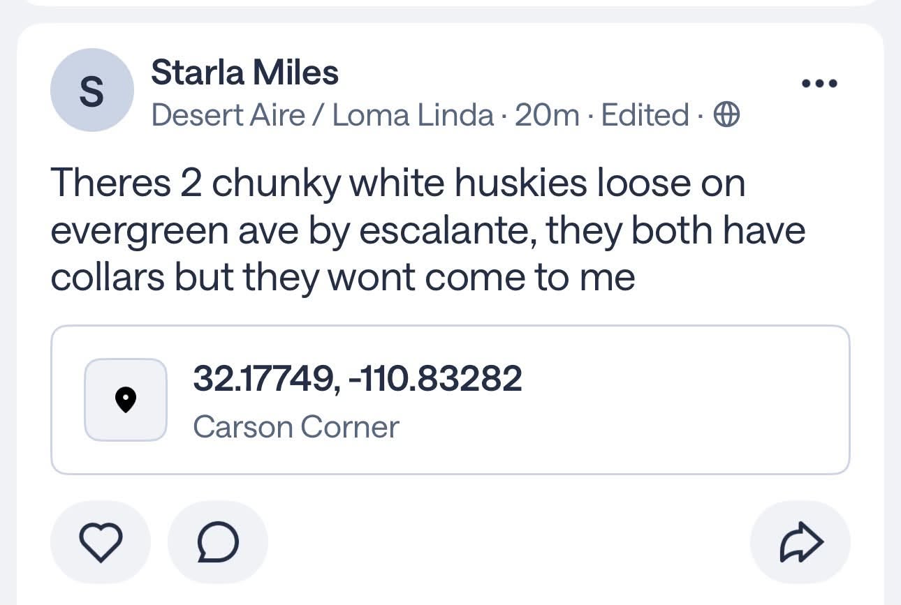 Found Dog in Tucson