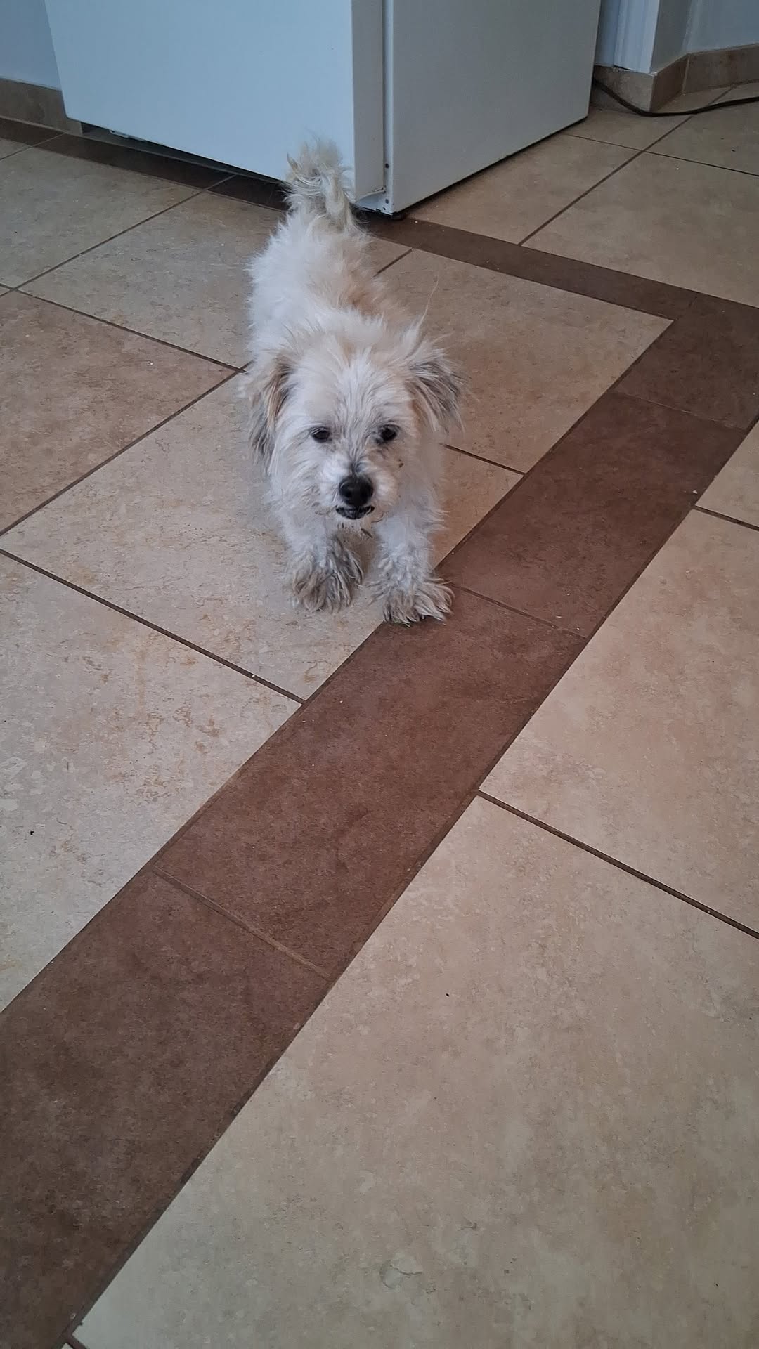 Lost Dog in Ajo And Liberty