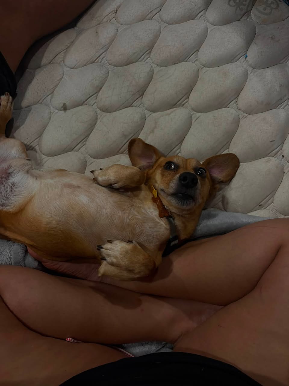 Lost Dog in Tucson