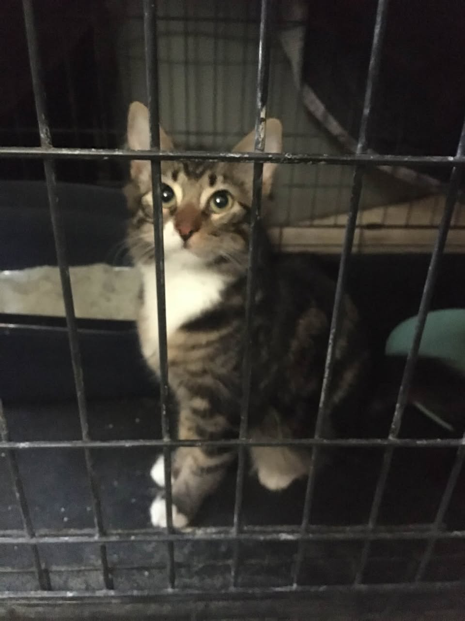 Found cat