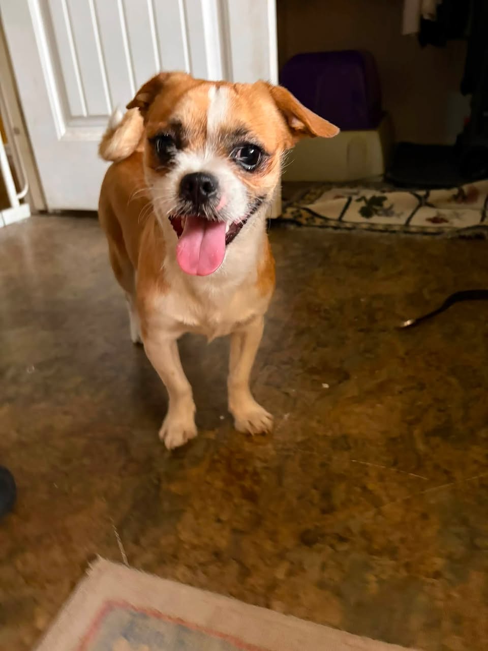 Found dog