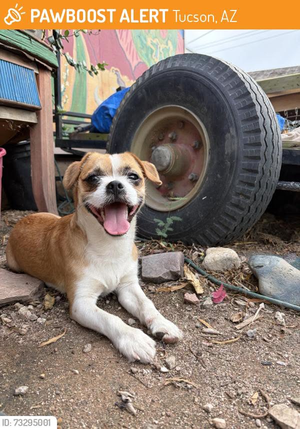 Found Dog in Tucson