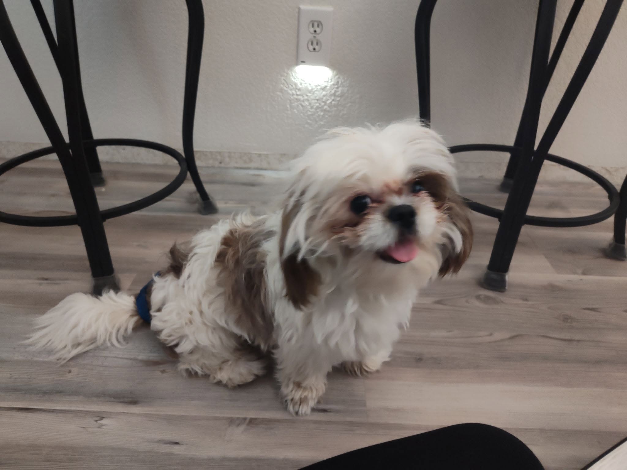 Found Dog in Tucson