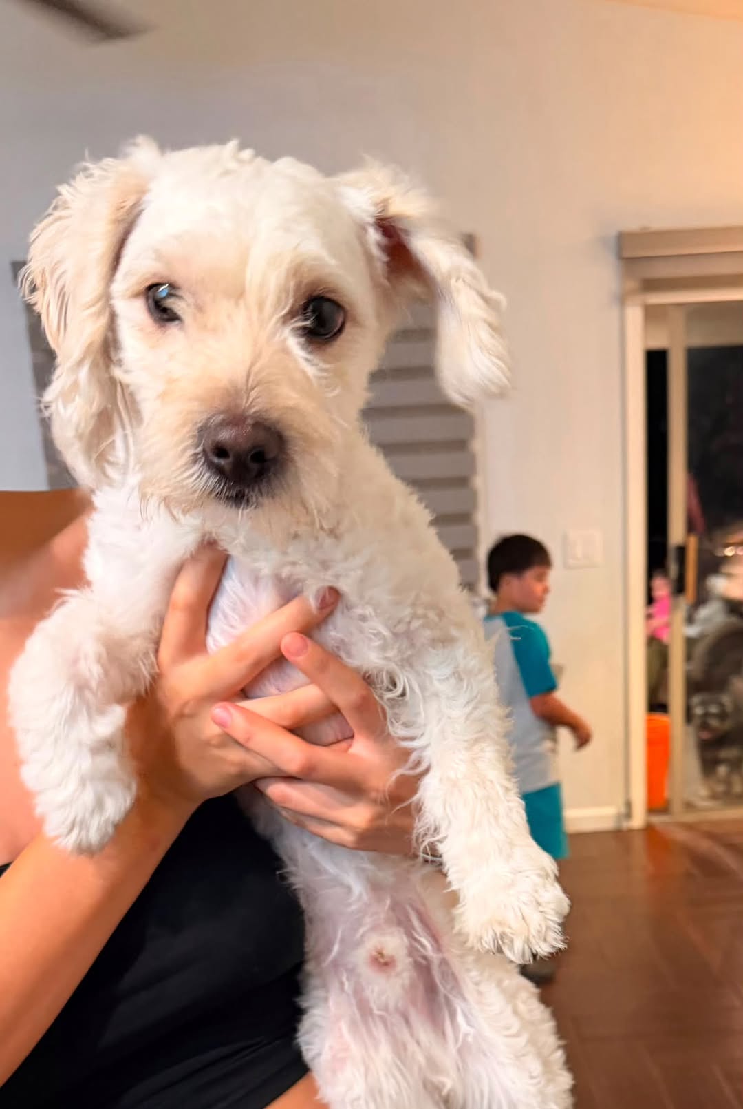 Found Dog in Tucson
