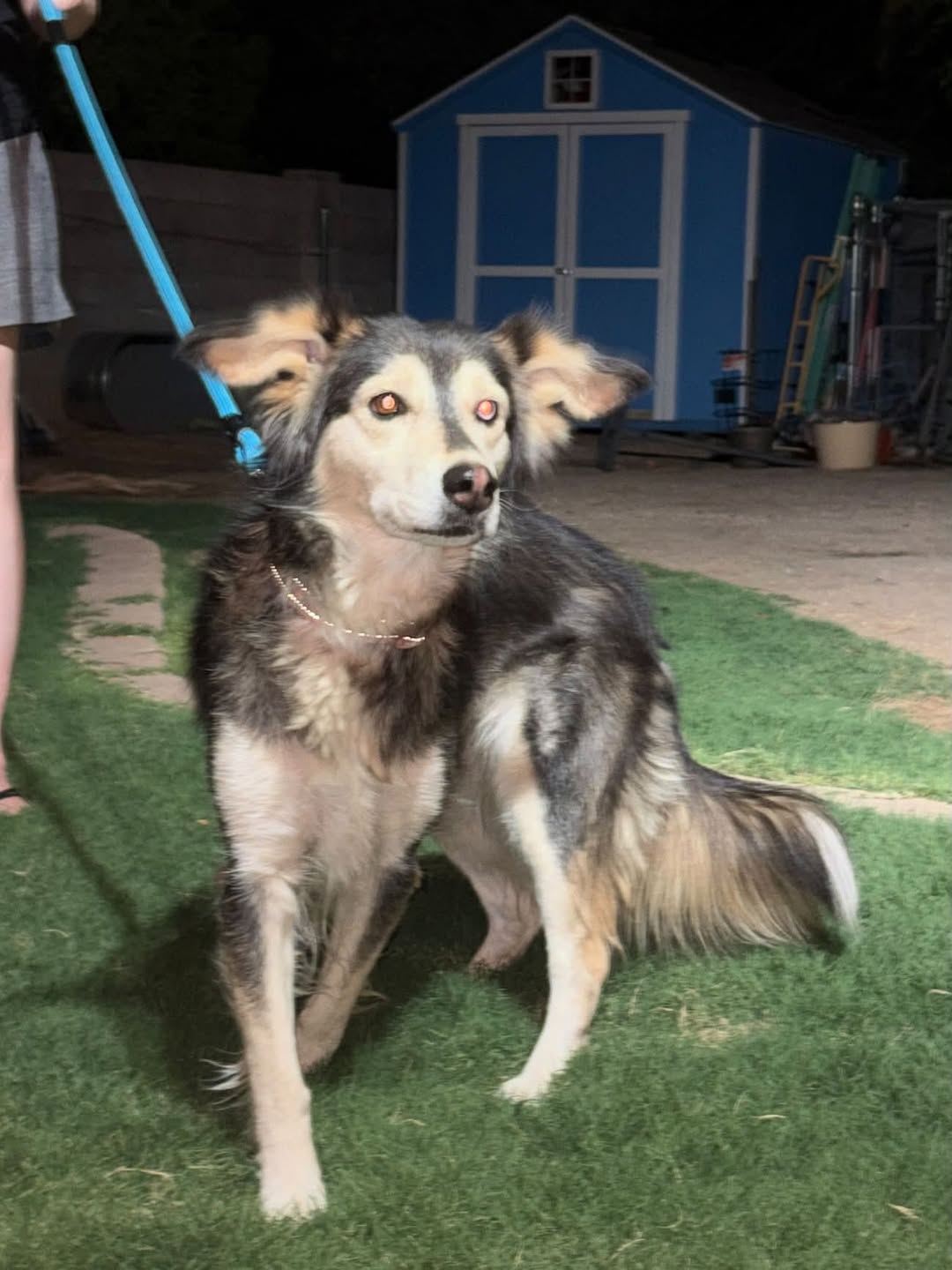 Found Dog in Tucson