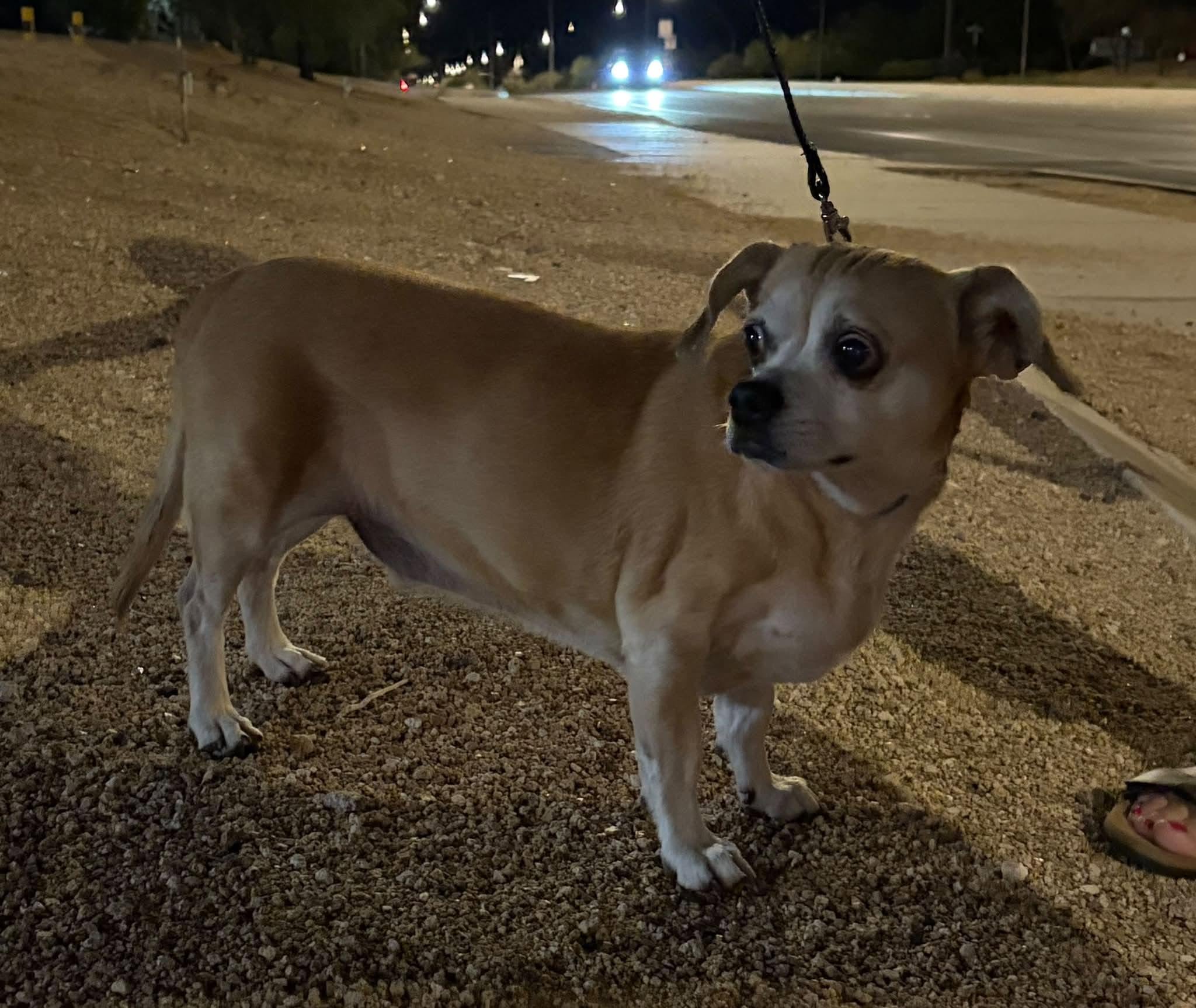 Found dog