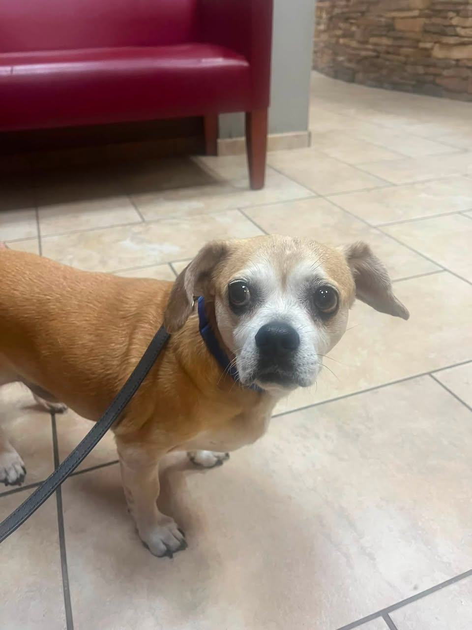 Found Dog in Tucson