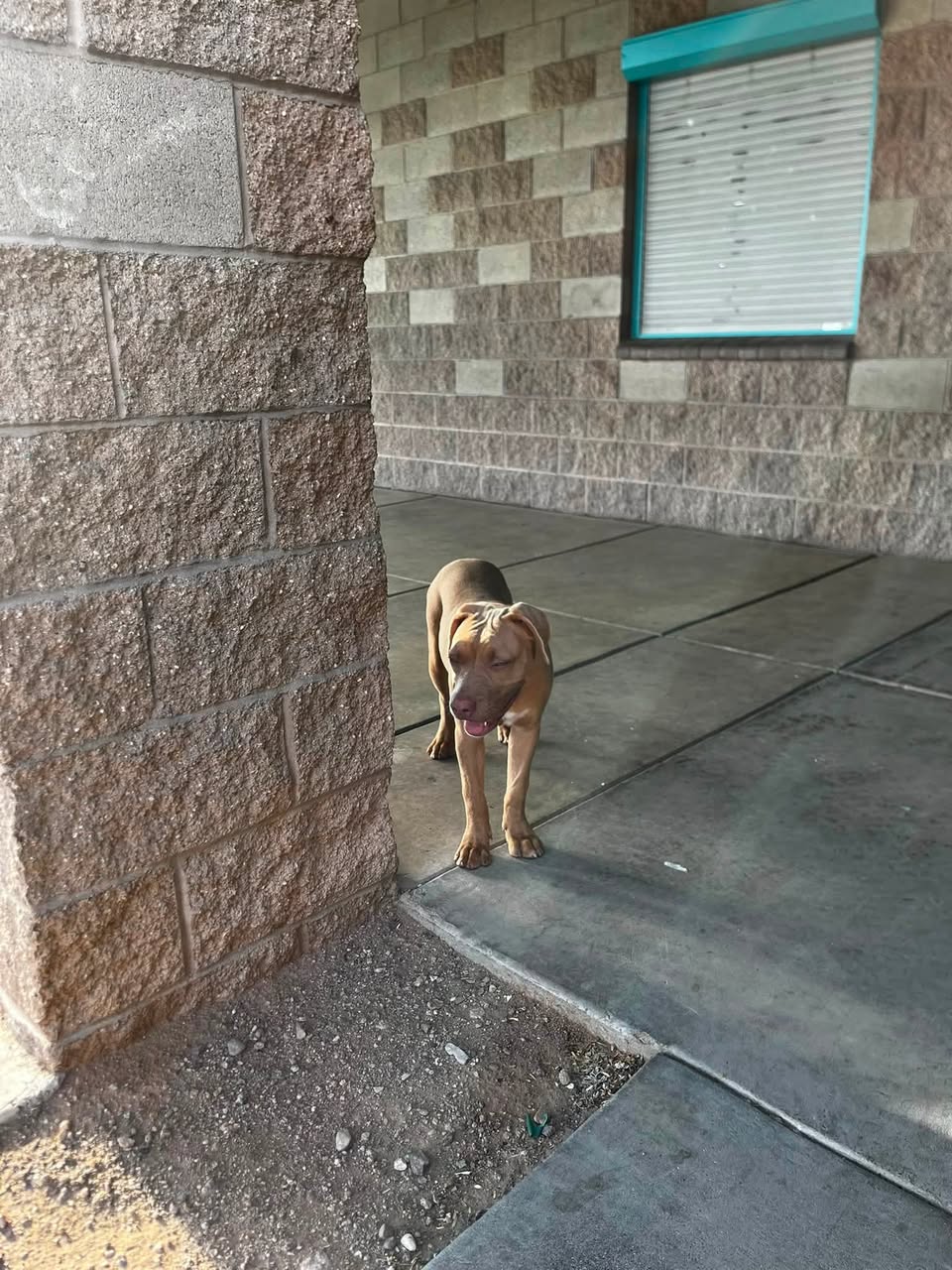 Found Dog in Manzanita Park