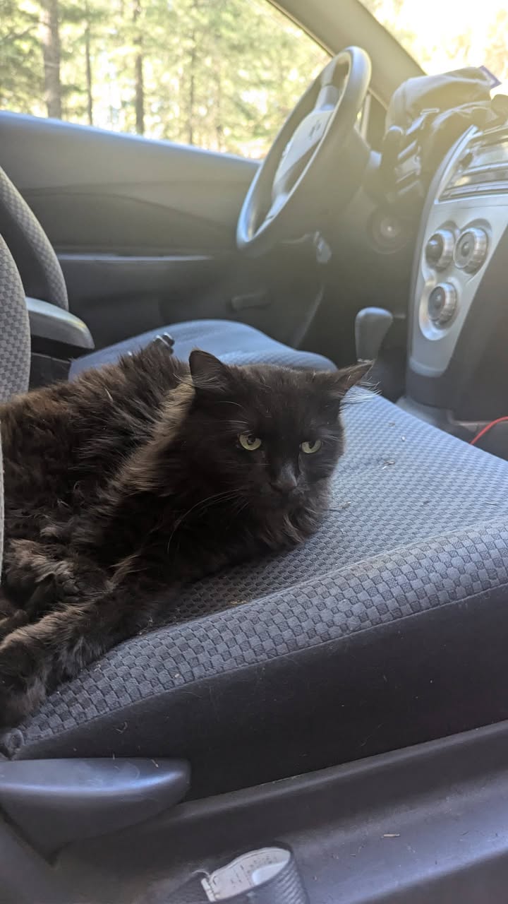 Found cat