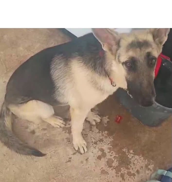 Lost Dog in Drexel And Cardenal