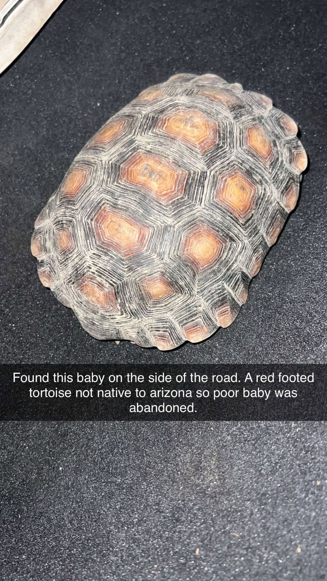 Found tortoise