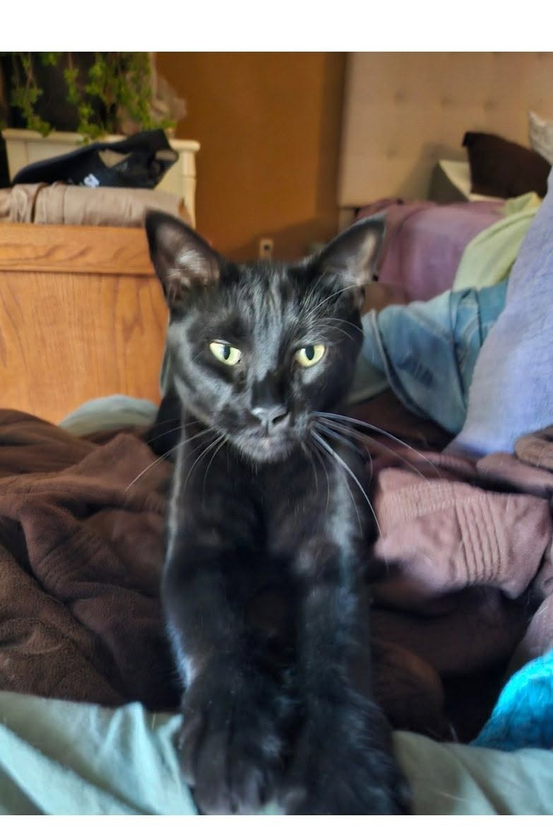 Lost Cat in Oro Valley