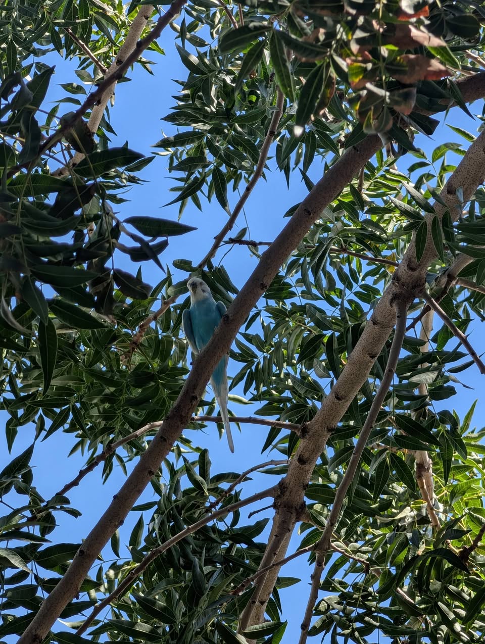 Found budgie