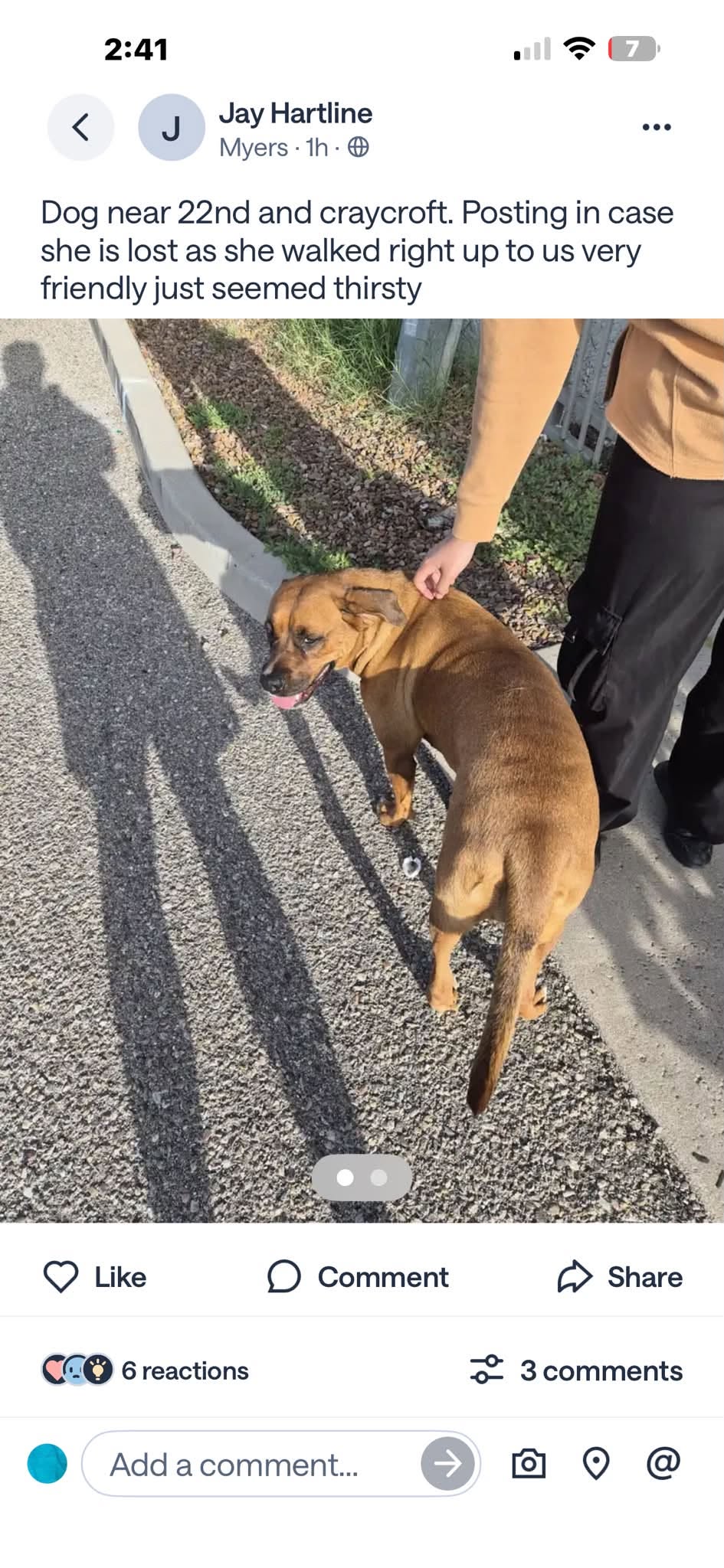 Found Dog in Tucson