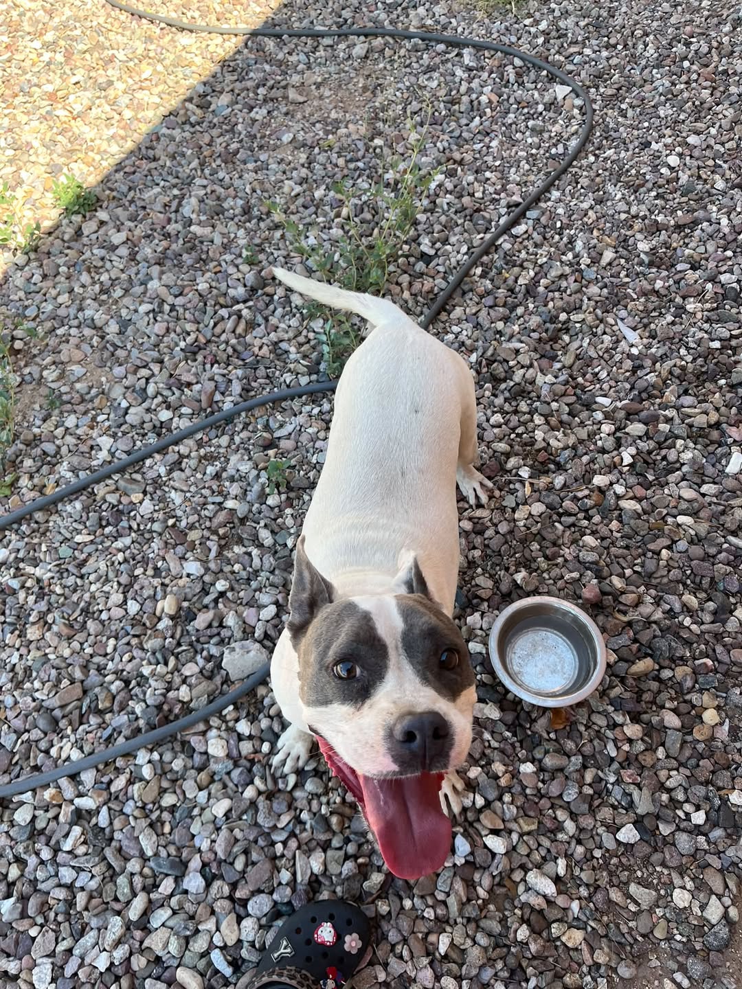 Found Dog in Tucson