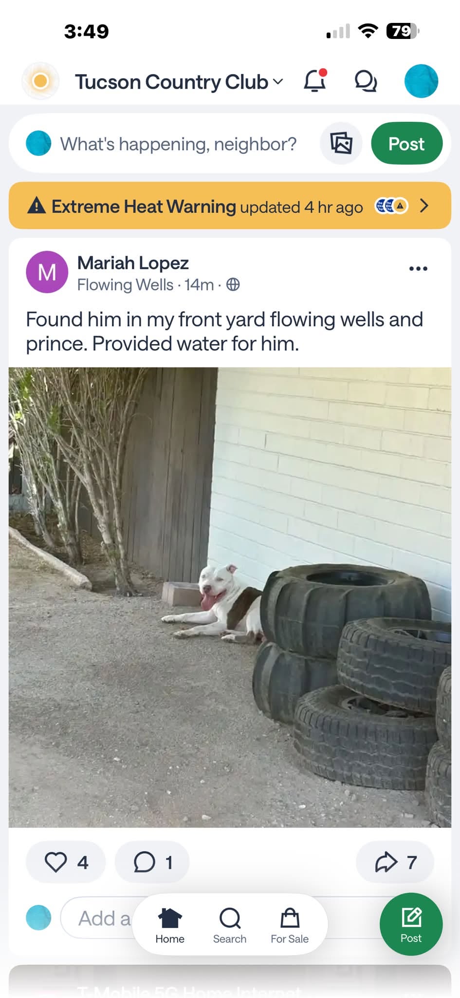 Found dog