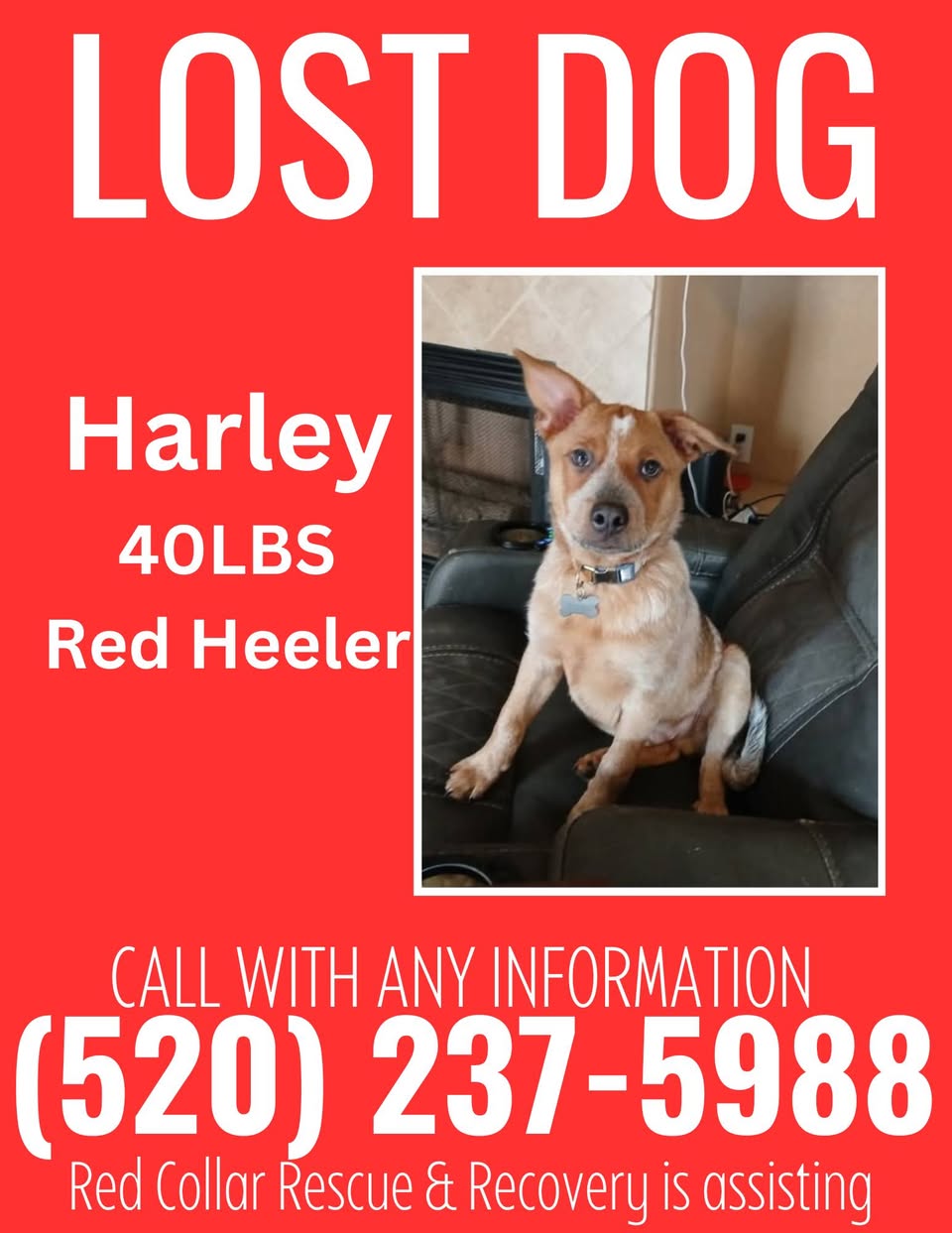 Lost Dog in Tucson