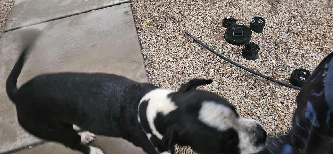 Found dog