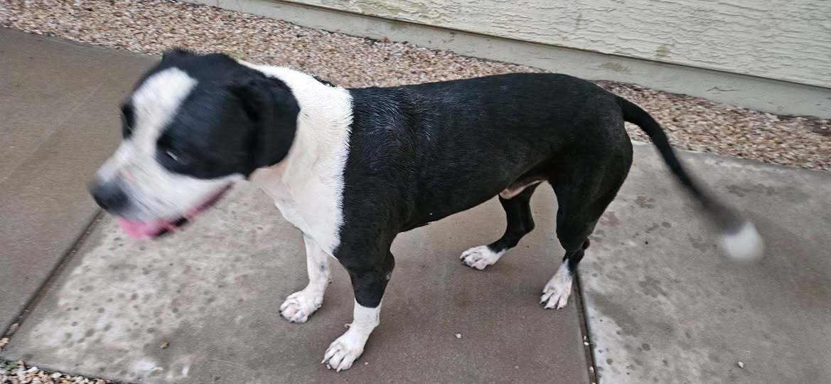 Found Dog in Tucson