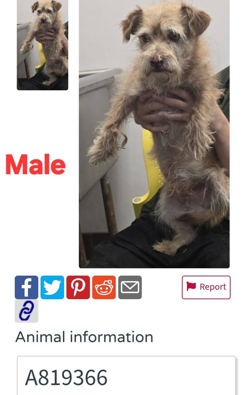 Found dog