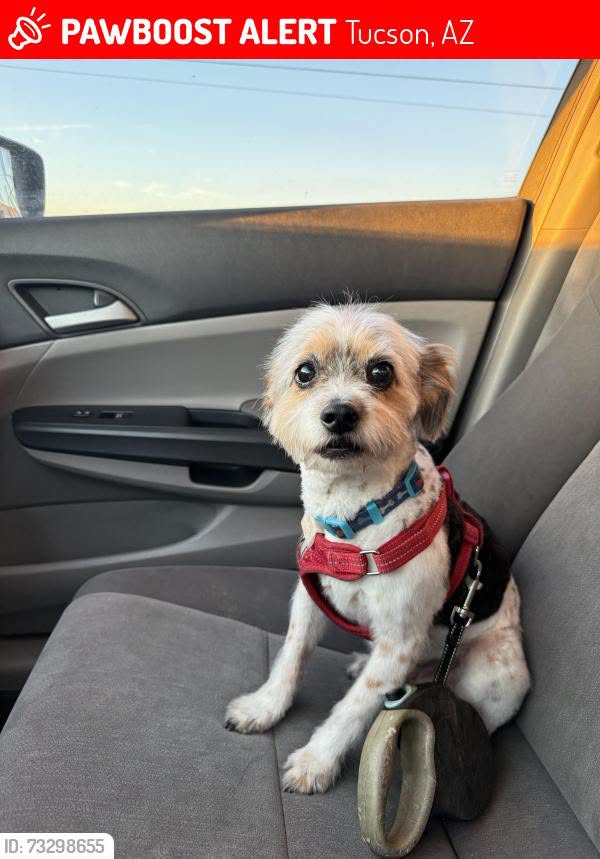 Lost dog
