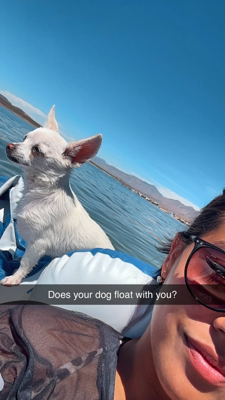 Lost Dog in Tucson