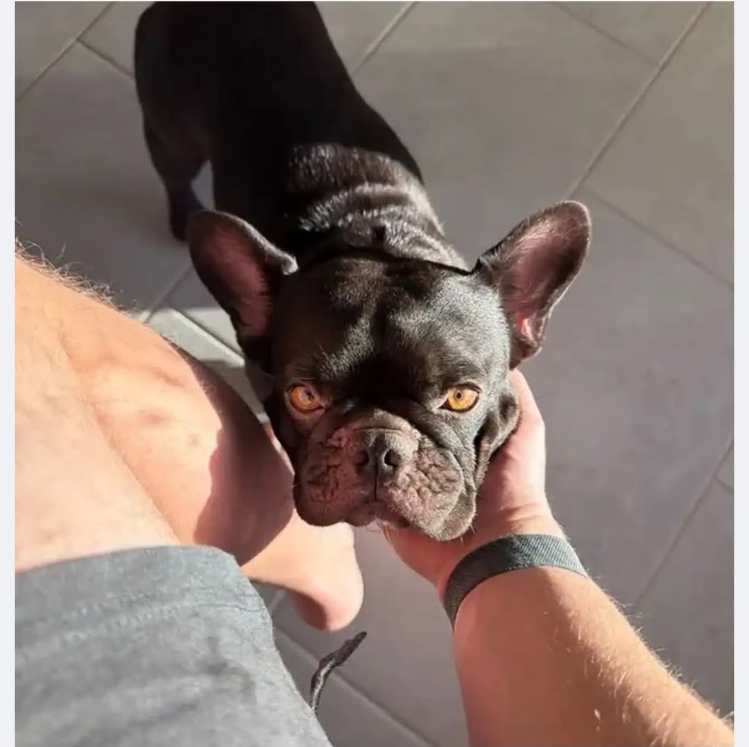 Found Dog in Tucson