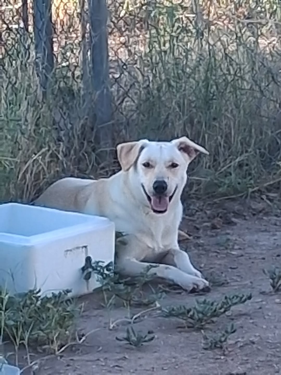 Found dog