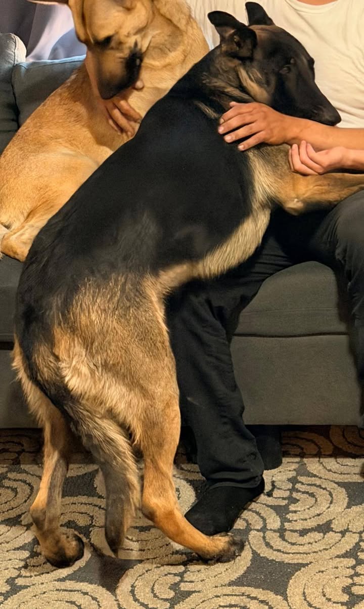 Lost Dog in Tucson