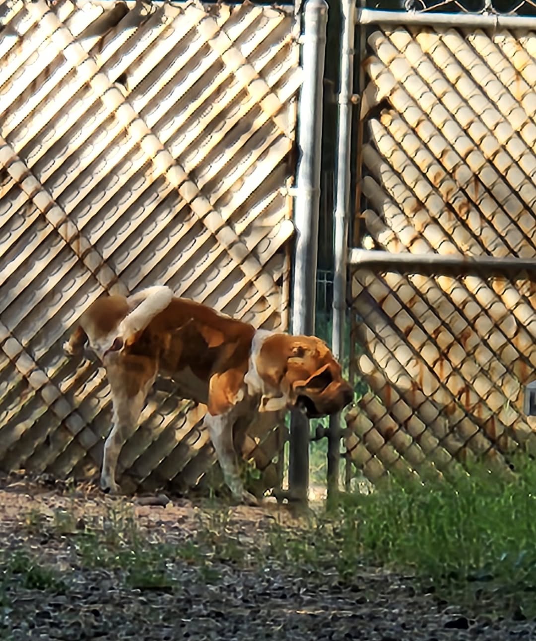 Found Dog in Desert Aire & Grand Palm