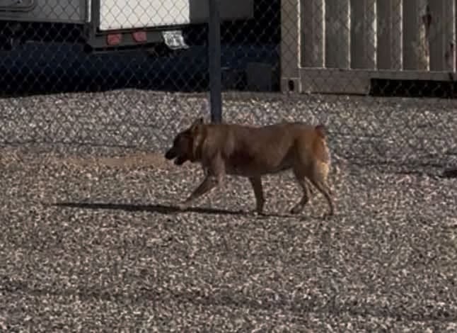 Found dog