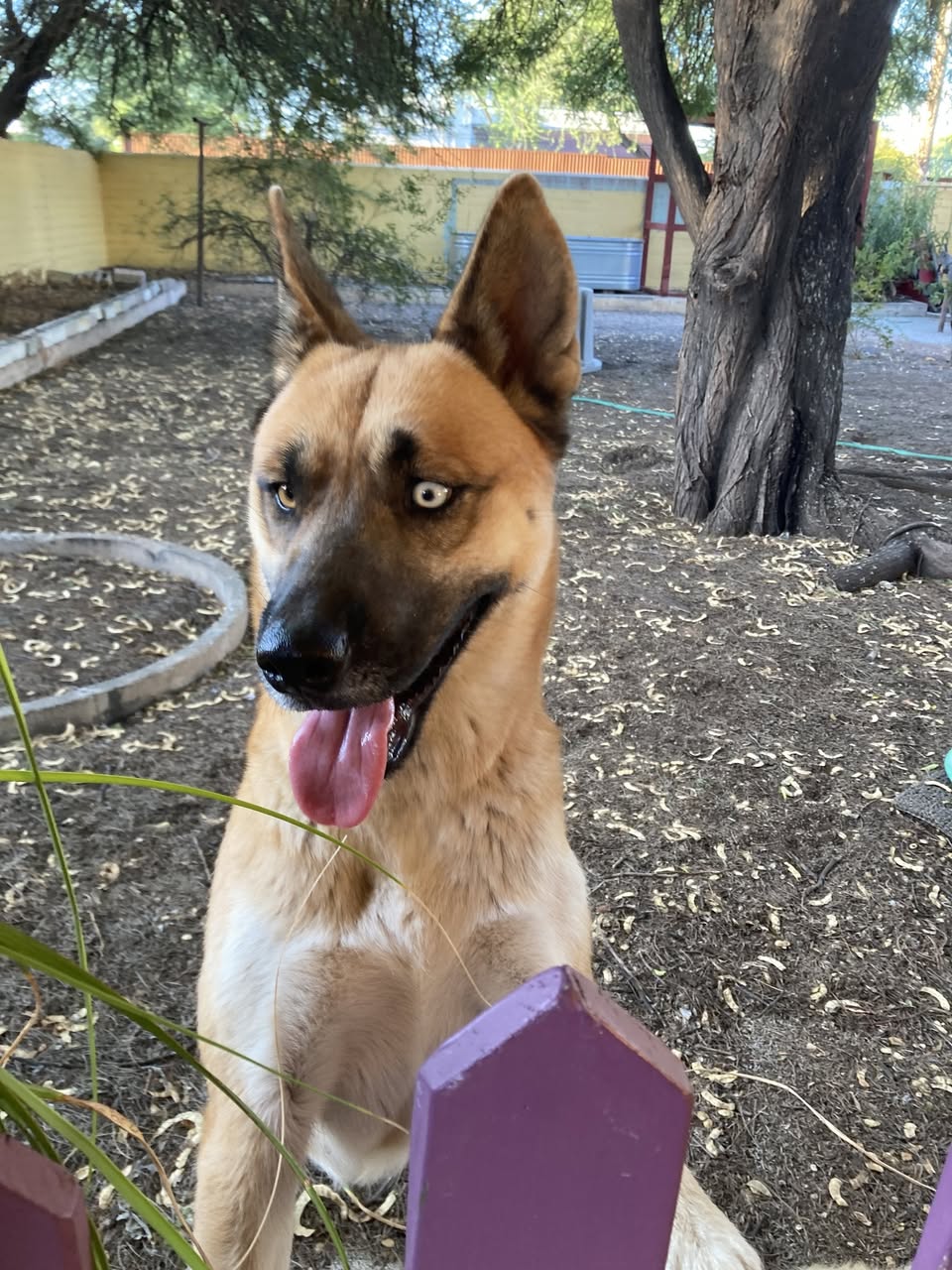 Found Dog in Tucson