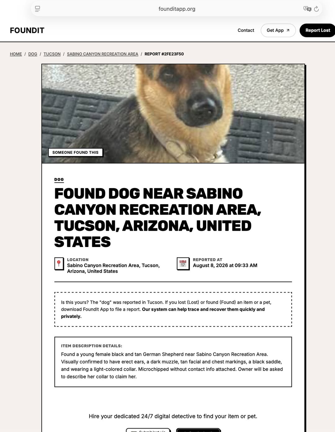 Found Dog in Tucson