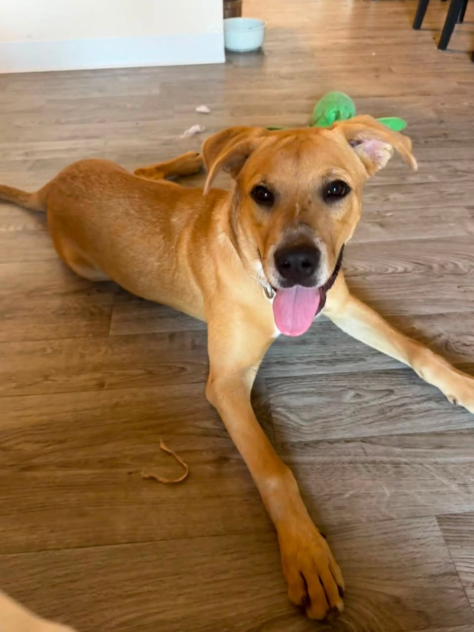 Found Dog in Tucson