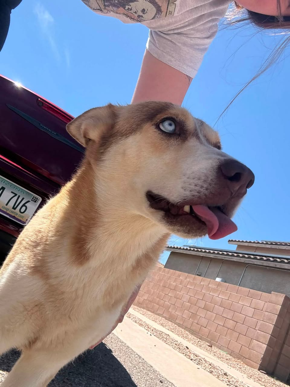 Found Dog in Star Valley - Estrella Vistas