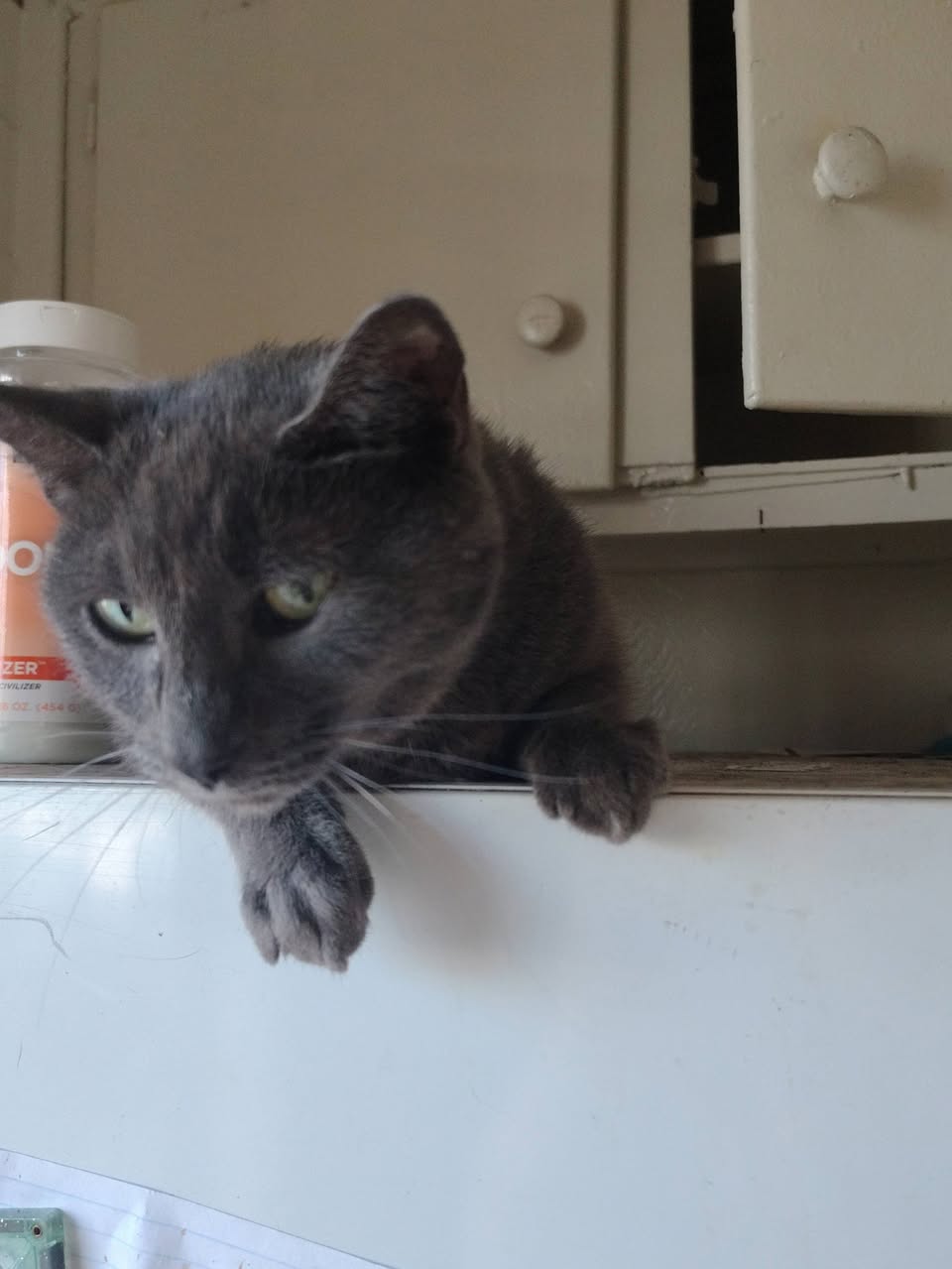 Lost Cat in Tucson