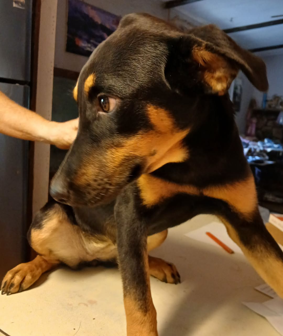 Found dog
