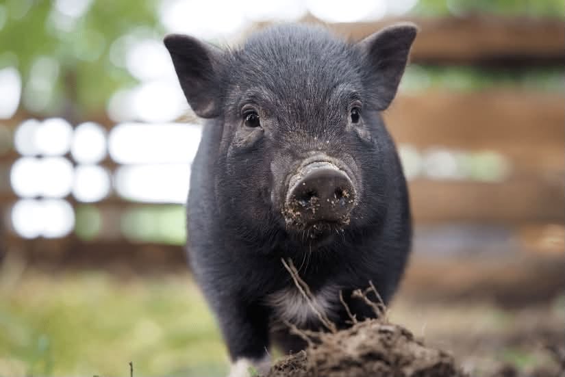 Lost Pig in Tucson