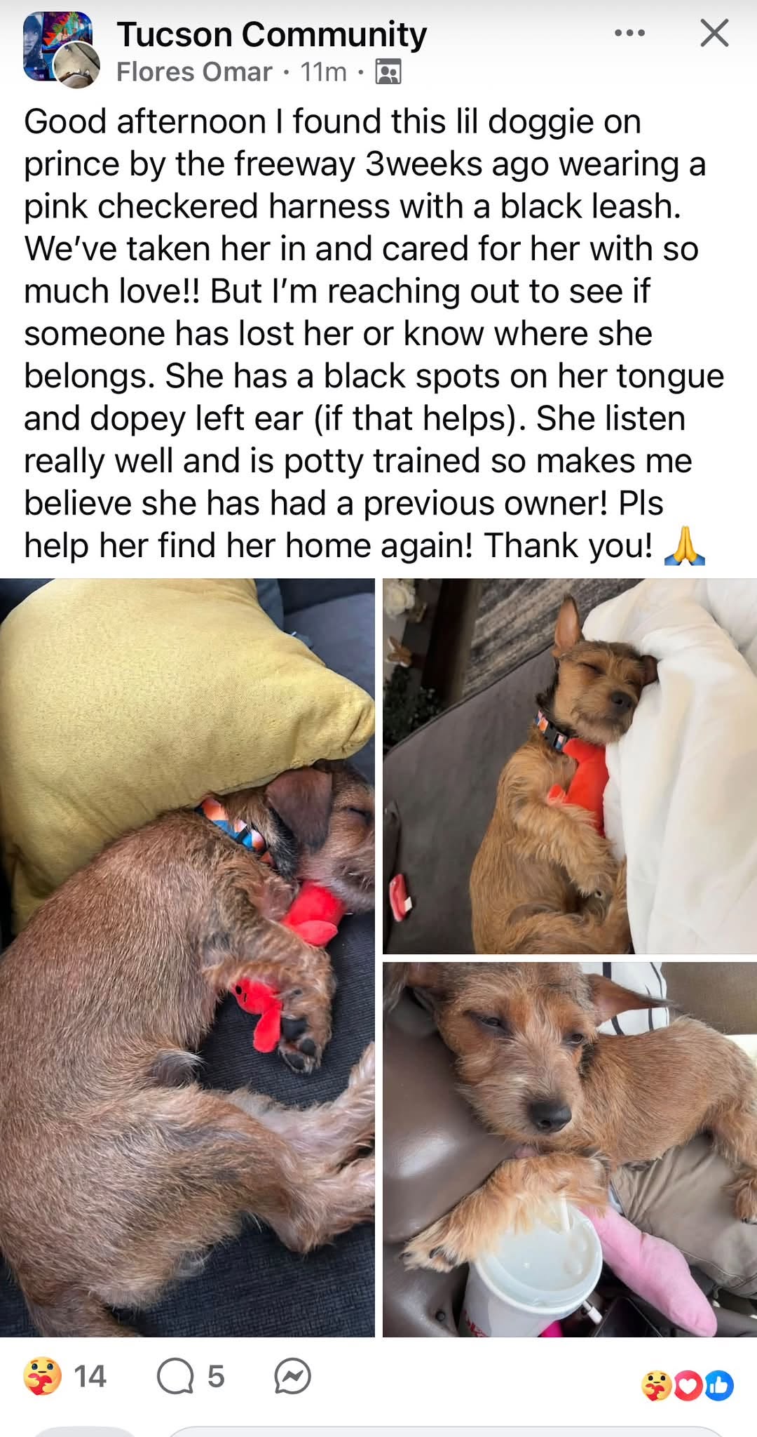 Found dog