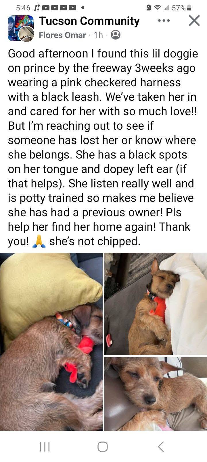 Found Dog in Tucson