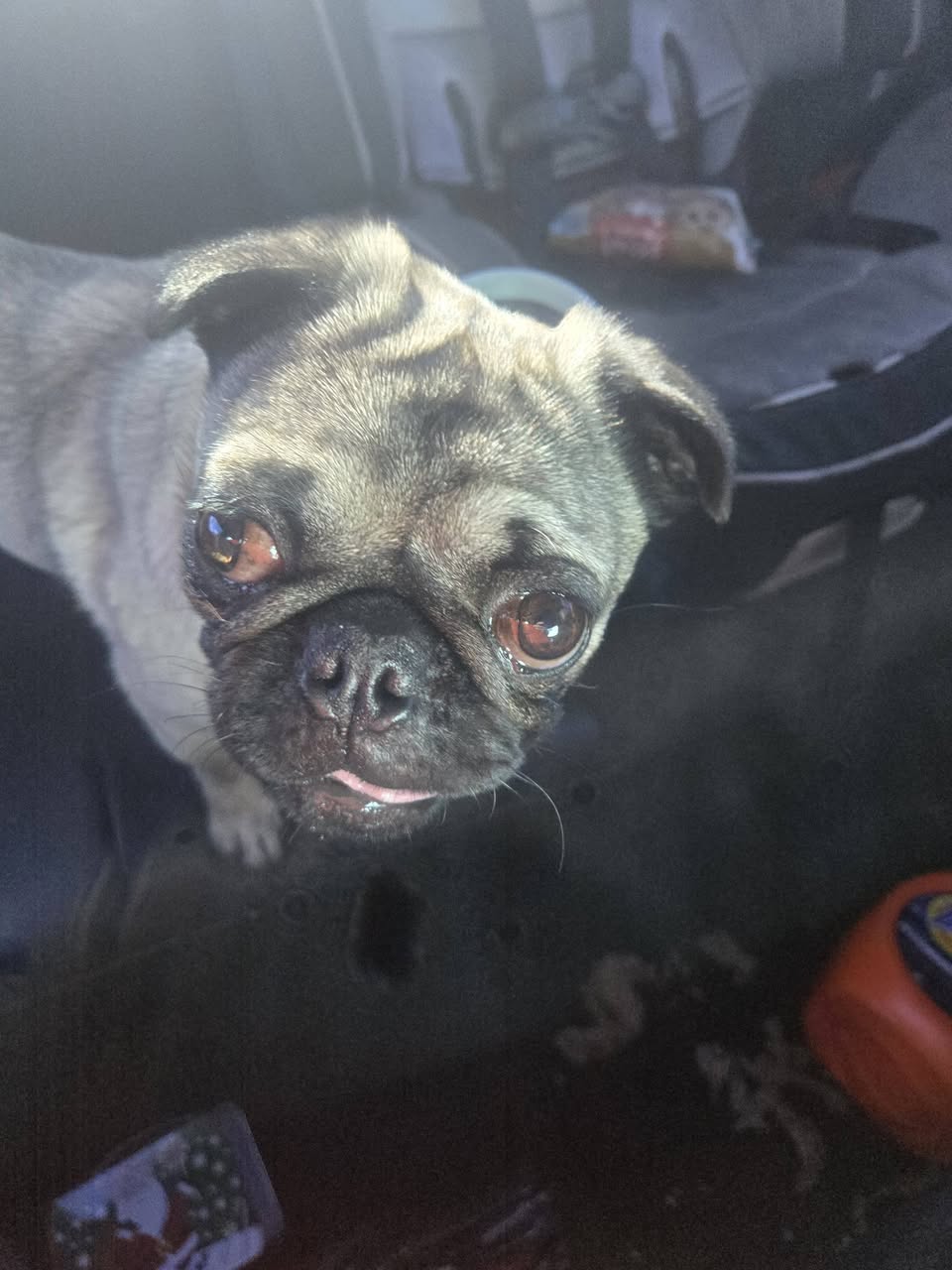 Found dog