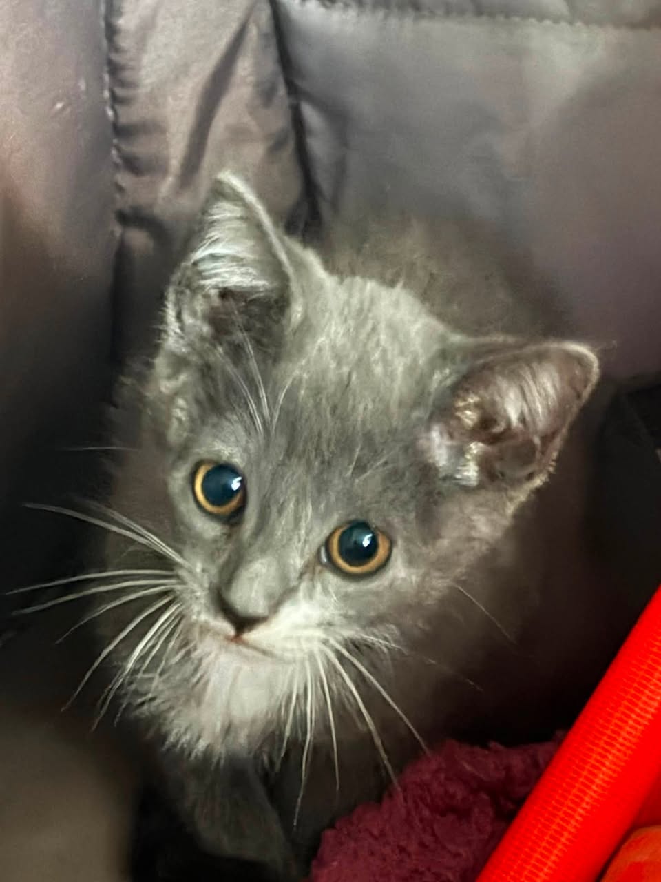 Lost Cat in Tucson