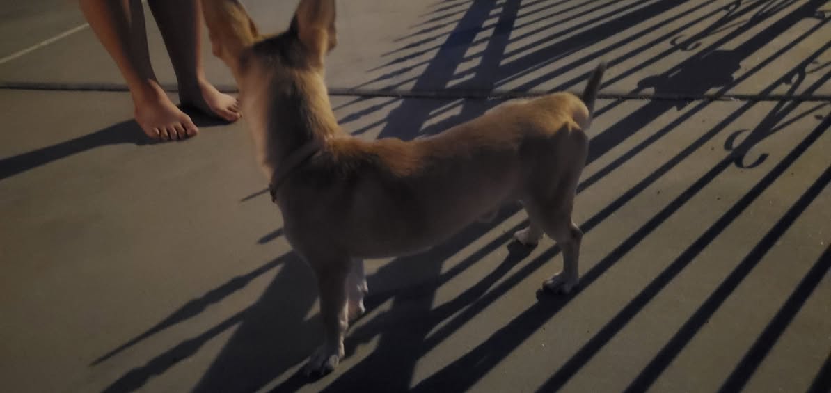 Found dog